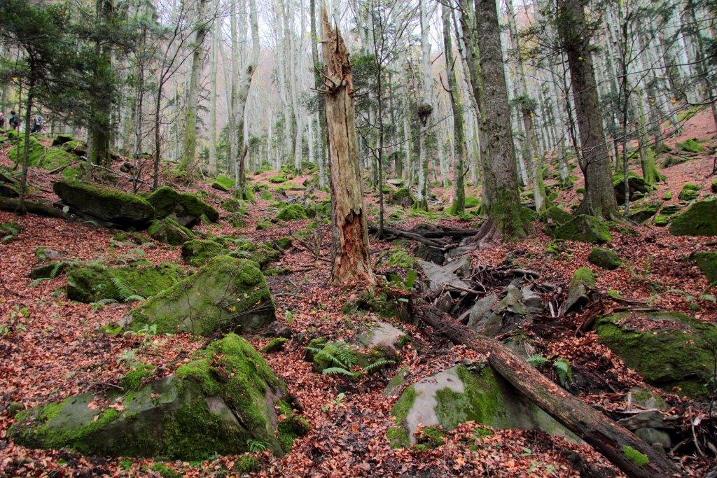 Novembre a Sasso Fratino